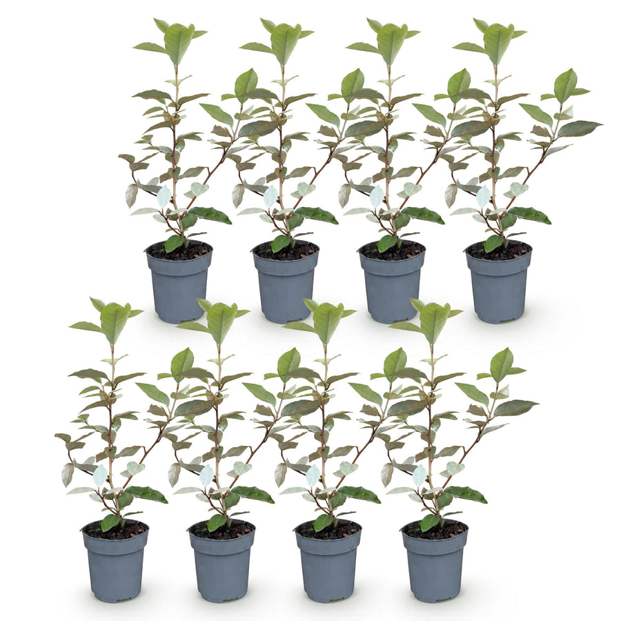 Elaegnus ebbingei Compacta — Olijfwilghaag, 8 stuks, 25-35 cm