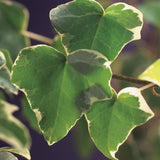 Green boutiQ - Klimplant - Hedera helix Glacier -Blad Bont - Groenblijvend - 2 planten - Pot 11cm Hoogte 40cm