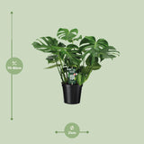 Monstera Deliciosa- Ø21cm - ↕65cm