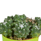 Cactus mix 5.5 cm - 5x - in gekleurde plasticpot