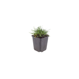 60x Armeria m. 'Splendens' - ↕10-25cm - Ø9cm