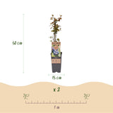 Green boutiQ - Fruitplant - Vaccinium corymbosum Jersey - Bosbes - Winterhard - Blauwe Bes - 2 Planten - Pot 15cm - Hoogte 50cm