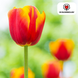 Tulpenbollen Dow Jones — rood-geel gestreept, 20 stuks (maat 11/12)