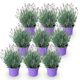 Green boutiQ - Tuinplant - Lavandula angustifolia Munstead - Lavendel - Winterhard - Paars - 9 Planten - Pot 12cm - Hoogte 15-25cm