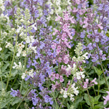 Green boutiQ - Vasteplant - Nepeta Tricolour - Kattenkruid - Bijen- en vlinderlokkers - Paars - Roze - Wit - 6 Planten - Pot 11cm - Hoogte 15-25cm