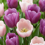 96x Tulipa Macron mix - Tulp Macron mix - Diversen - Voorjaarsbloeier - Bolmaat 11/12