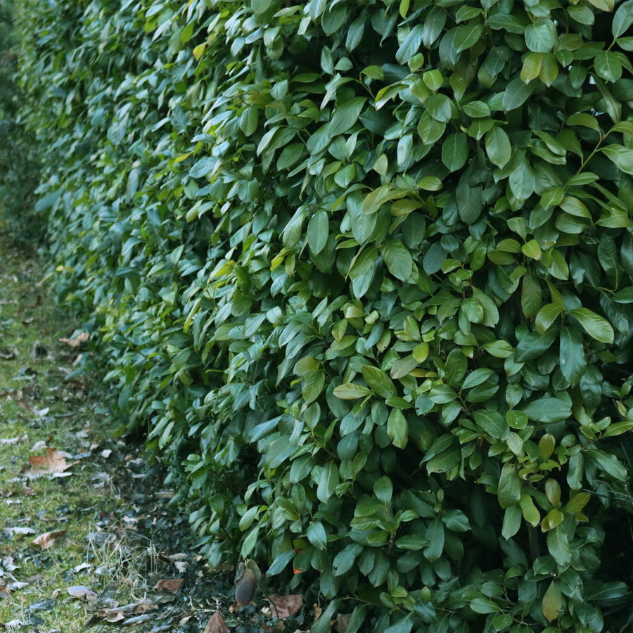 Prunus laurocerasus Etna — Laurierkershaag, 6 planten (1 strekkende meter), 50 cm