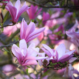 Green boutiQ - Tuinplant - Magnolia Betty - Bloem Wit - 1 Plant - Bladverliezend - Weinig Onderhoud - Pot 12cm Hoogte 30cm