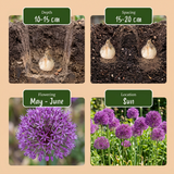 Sieruibollen Purple Sensation — klassieke paarse sierui, 120 stuks (maat 10/12)