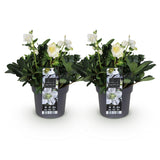 Green boutiQ - Tuinplant - Kerstroos - Helleborus Christmas Carol- Witte Bloem -2 Planten - Groenblijvend - Pot 17cm Hoogte 35cm