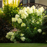 Green boutiQ - Pluim Hortensia - Hydrangea panniculata Limelight - Bloem Creme Wit- 3 Planten - 1 m2 - Bladverliezend - Grote Bloemen - Pot 17cm Hoogte 50cm