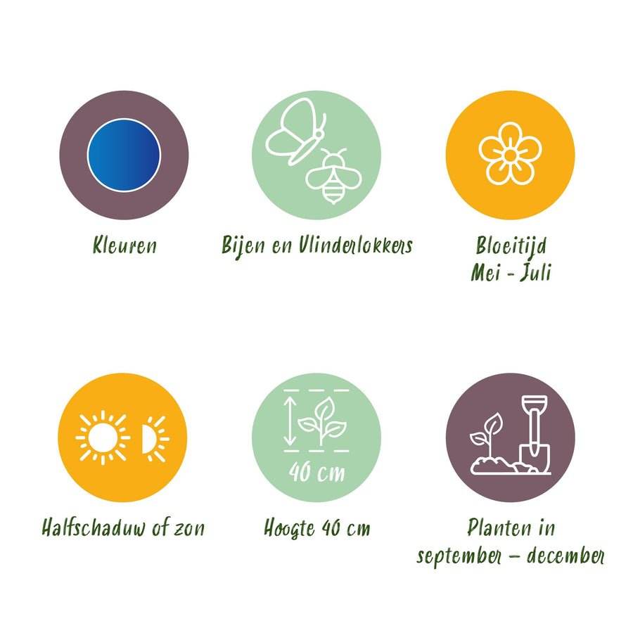 Alliumbollen Caeruleum — blauw, 40 stuks (bolmaat 4/5)