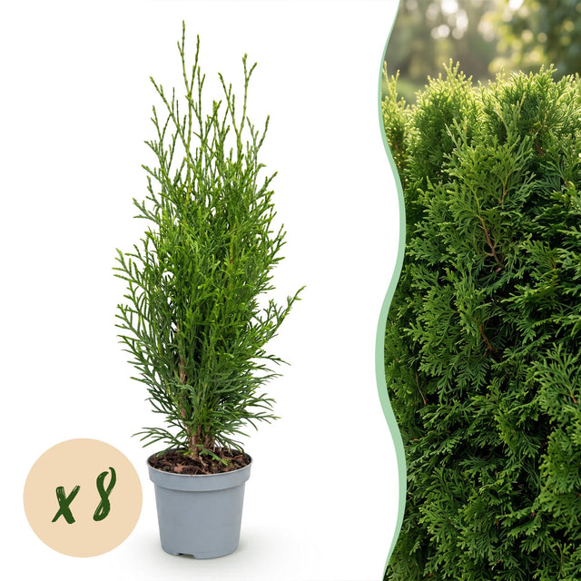 Thuja occidentalis Smaragd — Levensboomhaag, 8 stuks, 20-30 cm