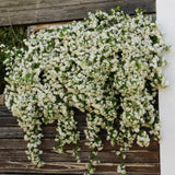 Green boutiQ - Toscaanse jasmijn - Trachelospermum jasminoides - Bloem Wit - Groenblijvend- 2 planten - Pot 11cm Hoogte 40cm