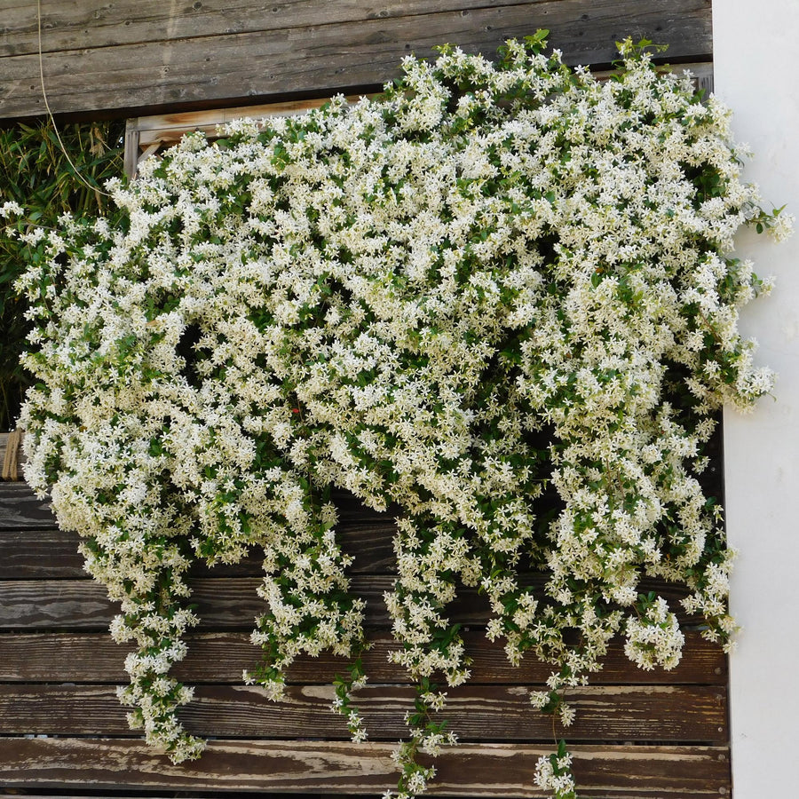 Trachelospermum jasminoides – 2 planten · 40 cm hoog (foto 5)