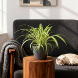 Green boutiQ - Kamerplant - Chlorophytum comosum Variegatum - Bonte Graslelie - Huisdiervriendelijke Plant - Groen - 4 Planten - met Potter Grijs - Pot 12cm - Hoogte 20cm