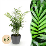 Green boutiQ - Kamerplant - Chamaedorea elegans - Goudpalm - Huisdiervriendelijke Plant - Groen - 2 Planten - met Potter Grijs - Pot 12cm - Hoogte 15cm