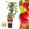 Green boutiQ - Fruitplant - Rubus idaeus Ottawa - Frambozenplant - Winterhard - Rode Framboos - 2 Planten - Pot 15cm - Hoogte 50cm