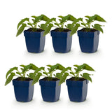 Green boutiQ - Vasteplant - Rudbeckia fulg. Goldsturm - Gele zonnehoed - Bijen- en vlinderlokkers - Geel - 6 Planten - Pot 11cm - Hoogte 15-25cm