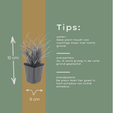48x Carex morrowii - ↕10-25cm - Ø9cm
