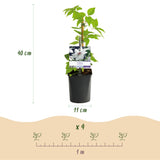 Green boutiQ - Klimplant - Clematis Miss bateman - Bloem Wit - Weinig onderhoud -2 planten -Pot 11cm Hoogte 40cm