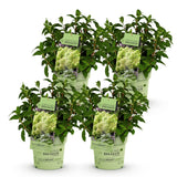 Green boutiQ - Tuinplant - Hydrangea panniculata Groundbreaker Greeny - Pluimhortensia - Winterhard - Creme - 4 Planten - Pot 14cm -Hoogte 20-25cm