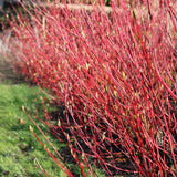 Green boutiQ - Heesters - Cornus sibirica - Rode Takken - 1 Plant - Bladverliezend - Weinig Onderhoud - Pot 17cm Hoogte 45cm