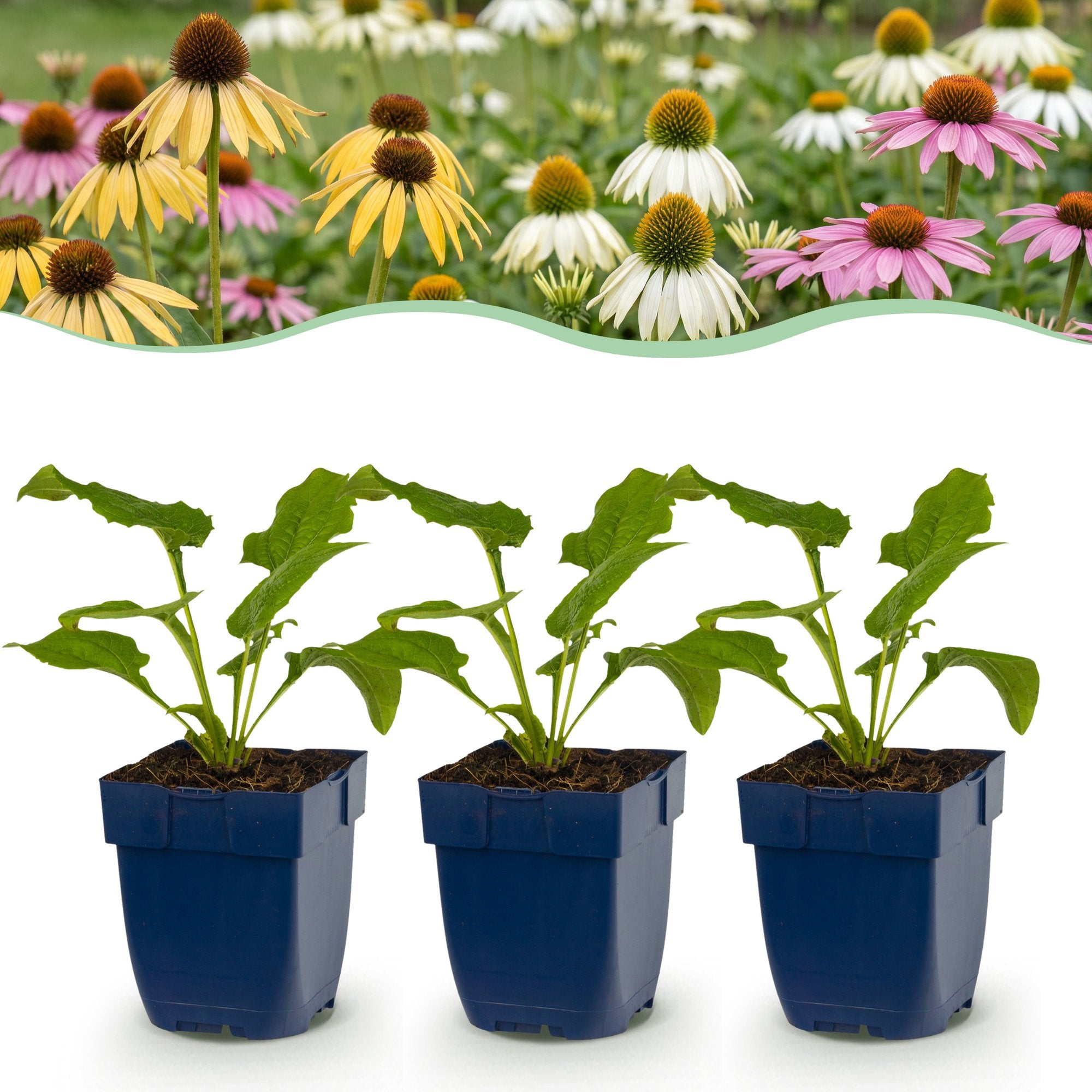 Green boutiQ - Vasteplant - Echinacea Tricolour - Zonnehoed - Bijen en Vlinderlokkers - Geel - Roze - Wit - 6 Planten - Pot 11cm - Hoogte 15-25cm