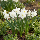 60x Narcissus Botanical White Mix - Botanische witte narcis mix - Wit - Voorjaarsbloeier - Bolmaat 10/12