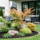 Green boutiQ - Tuinplant - Acer palmatum Katsura - Japanse Esdoorn - Bladverliezend - Groen - 1 - Pot 26cm - Hoogte 90cm