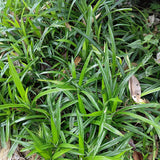 Green boutiQ - Siergrassen -Carex morrowii Irish Green - Groen & Geel - 1 Plant - Groenblijvend - Winterhard - Pot 17cm Hoogte 50cm