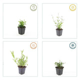 60x Verbena bon. 'Lollipop' - ↕10-25cm - Ø9cm