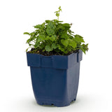Green boutiQ - Vasteplant - Campanula posch. Lisduggan Variety - Perzikbladklokje - Bodembedekkend - Wit - 1 Plant - Pot 11cm - Hoogte 15-25cm