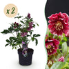 Green boutiQ - Tuinplant - Lenten Rose - Helleborus orientalis Double Ellen Red - Rode Bloem -2 Planten - Groenblijvend - Pot 14cm Hoogte 35cm