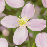 Green boutiQ - Klimplant - Clematis montana Rubens - Bloem Roze - Vroegbloeiend - Weinig onderhoud -2 planten -Pot 11cm Hoogte 40cm