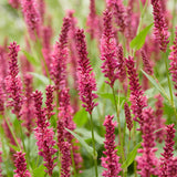 Green boutiQ - Vasteplant - Persicaria amplexicaulis - Duizendknoop - Bijen en Vlinderlokkers - Rood - 24 Planten - Pot 11cm - Hoogte 15-25cm