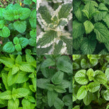 Green boutiQ - Vasteplant - Borderpakket - Theekruiden - Diversen - Soorten en kleuren - 6 Planten - Pot 11cm - Hoogte 15-25cm