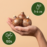 100x Crocus Species mix - Krokus soortenmix - Diversen - Verwilderingsbol - Bolmaat 5/6