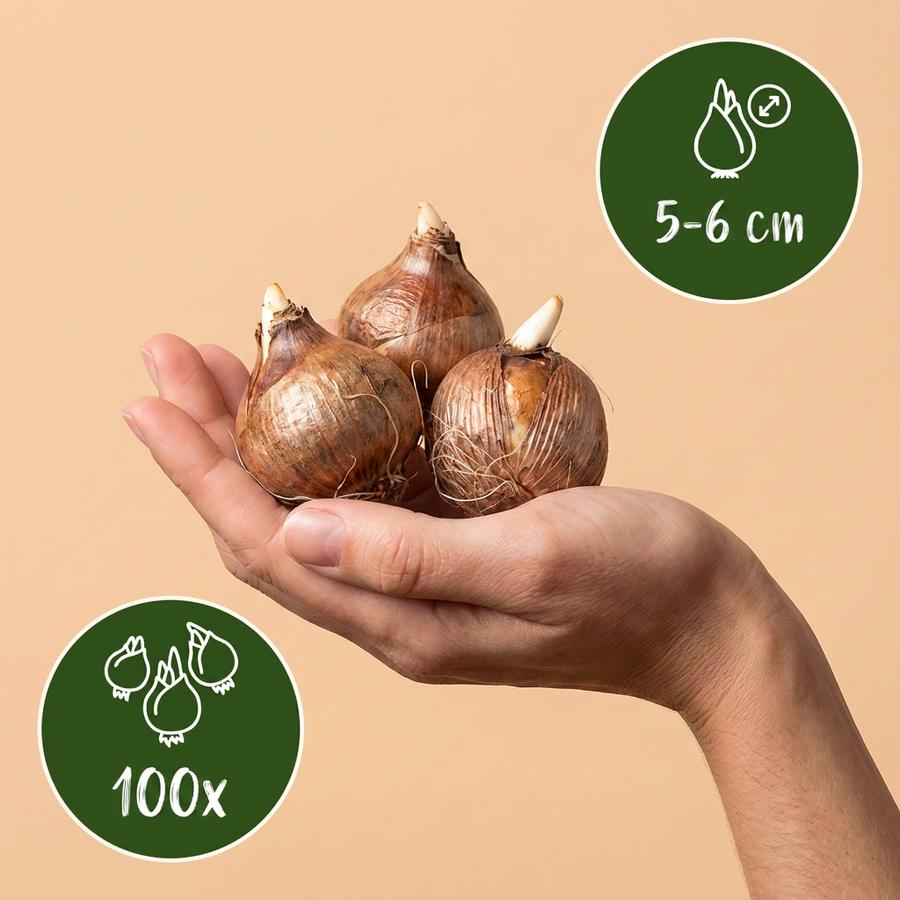 Krokusbollen Species mix — gemengde kleuren, 100 stuks (bolmaat 5/6)