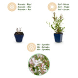 Green boutiQ - Vasteplant - Gaura lindh. Whirling Butterflies - Prachtkaars - Bijen- en vlinderlokkers - Wit - 12 Planten - Pot 11cm - Hoogte 15-25cm