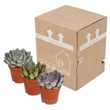 Echeveria mix 8.5 cm - 3x - zonder pot