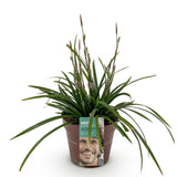 Green boutiQ - Siergrassen -Carex morrowii Irish Green - Groen & Geel - 1 Plant - Groenblijvend - Winterhard - Pot 17cm Hoogte 50cm