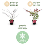 Green boutiQ - Terrasplant - Japanse Esdoorn - Acer palmatum Beni Maiko - Rood - 2 Planten - Bladverliezend - Pot 19cm Hoogte 70cm
