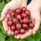 Green boutiQ - Fruitplanten - Kruisbes - Ribes uva-crispa Hinnonmaki Rod - Winterhard - 3 Planten - Pot 9 cm - Rode Bes