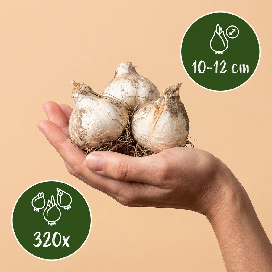 Alliumbollen mix — sieruien, 320 stuks (bolmaat 10/12)