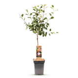 Green boutiQ - Fruitboom - Prunus domestica Opal - Pruimenboom - Winterhard - Paars-Rode Pruim - 1 Plant - Pot 21cm - Hoogte 90cm