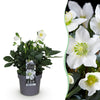Green boutiQ - Tuinplant - Kerstroos - Helleborus Christmas Carol- Witte Bloem -1 Plant - Groenblijvend - Pot 14cm Hoogte 30cm