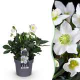 Green boutiQ - Tuinplant - Kerstroos - Helleborus Christmas Carol- Witte Bloem -1 Plant - Groenblijvend - Pot 14cm Hoogte 30cm