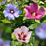 Green boutiQ - Plant op Stam - Hibiscus syriacus Tricolour- Terras Plant - Bladverliezend - Winterhard - Witte, Roze, Paarse Bloem - Pot 19cm Hoogte 90cm