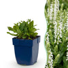 Green boutiQ - Vasteplant - Salvia nem. Schneehügel - Salie - Bijen en Vlinderlokkers - Wit - 3 Planten - Pot 11cm - Hoogte 15-25cm